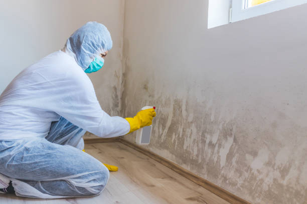 Black mold inspection in Fife