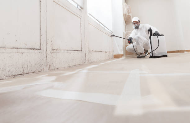Black mold remediation team in Fife