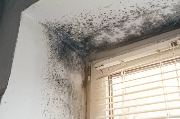Mold Removal service in Fife